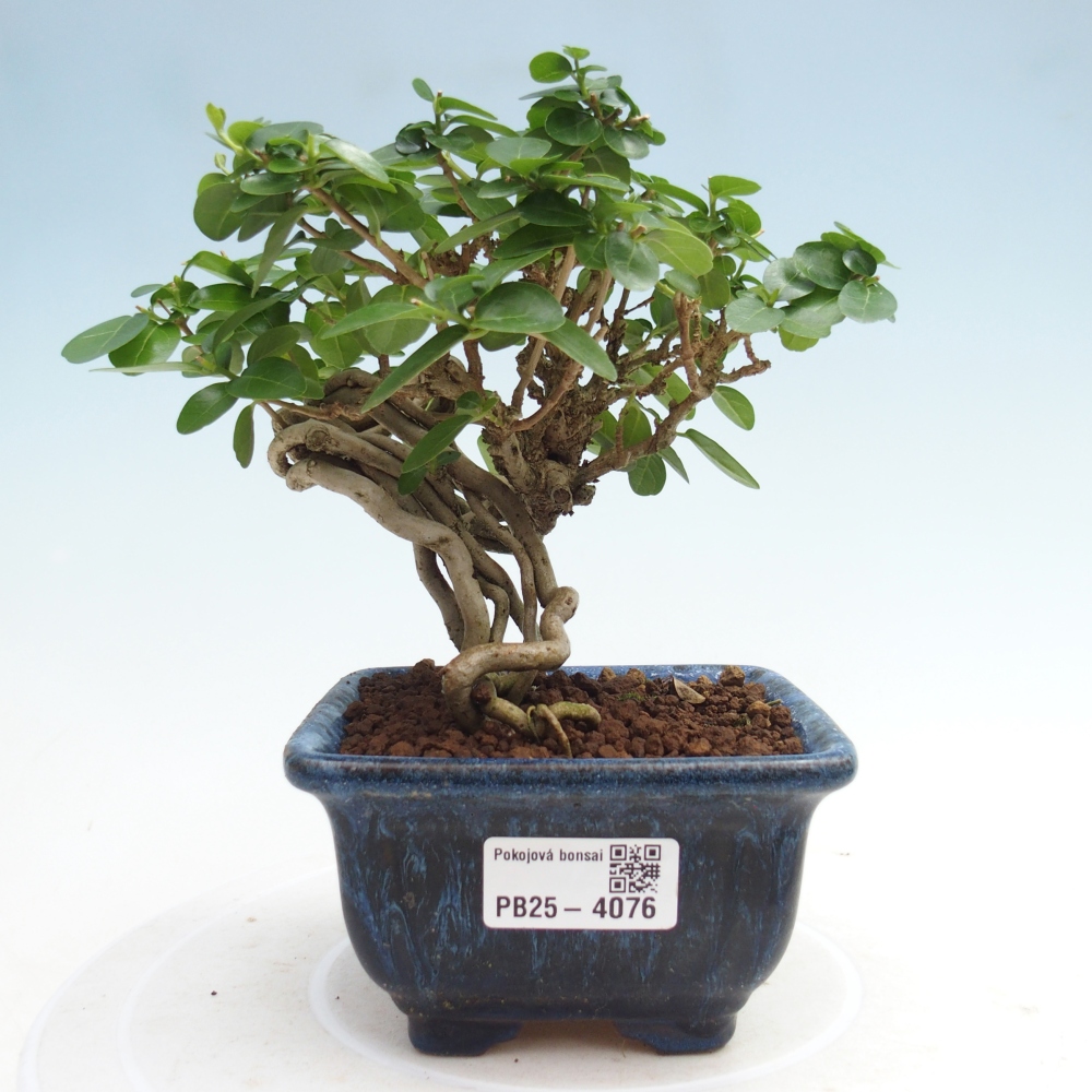 Pokojová bonsai - Premna serratifolia  - Kozlovoň malolistá