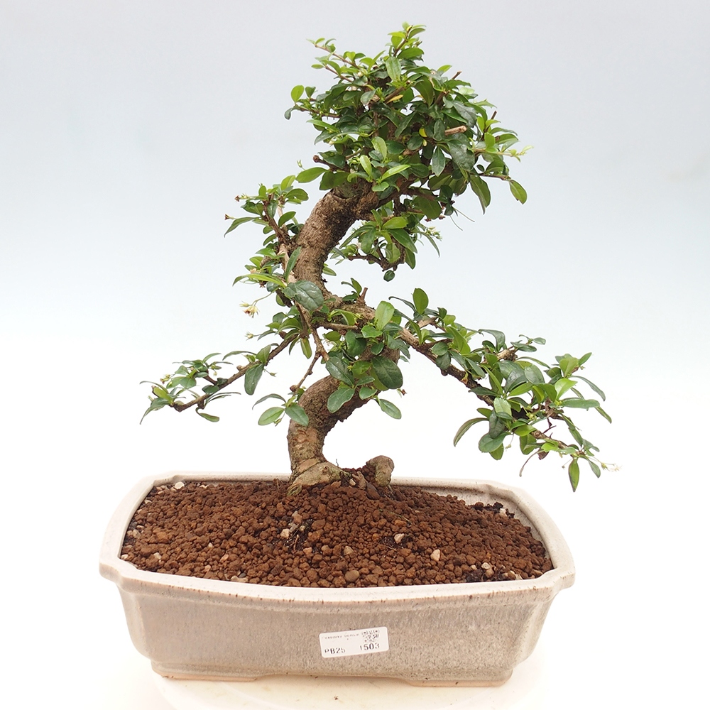 Pokojová bonsai - Carmona macrophylla - Čaj fuki