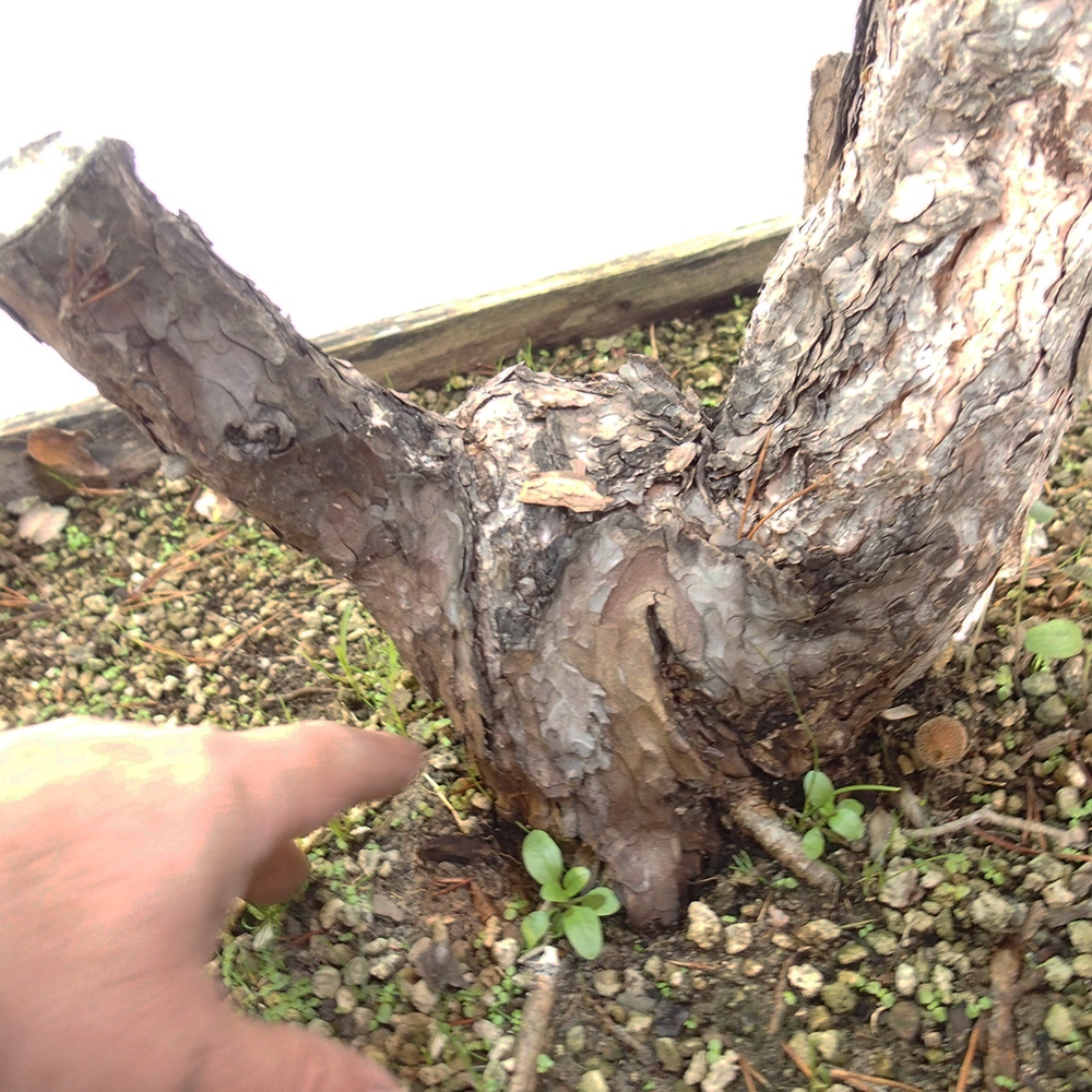 Yamadori - Pinus sylvestris Španělsko