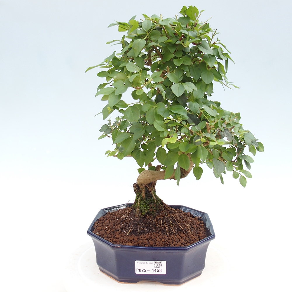 Pokojová bonsai -Ligustrum chinensis - Ptačí zob