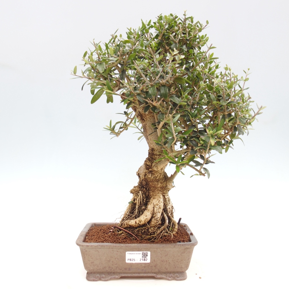 Pokojová bonsai - Olea europaea sylvestris -Oliva evropská drobnolistá