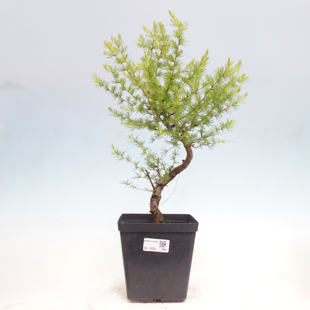 Venkovní bonsai -Larix decidua - Modřín opadavý 