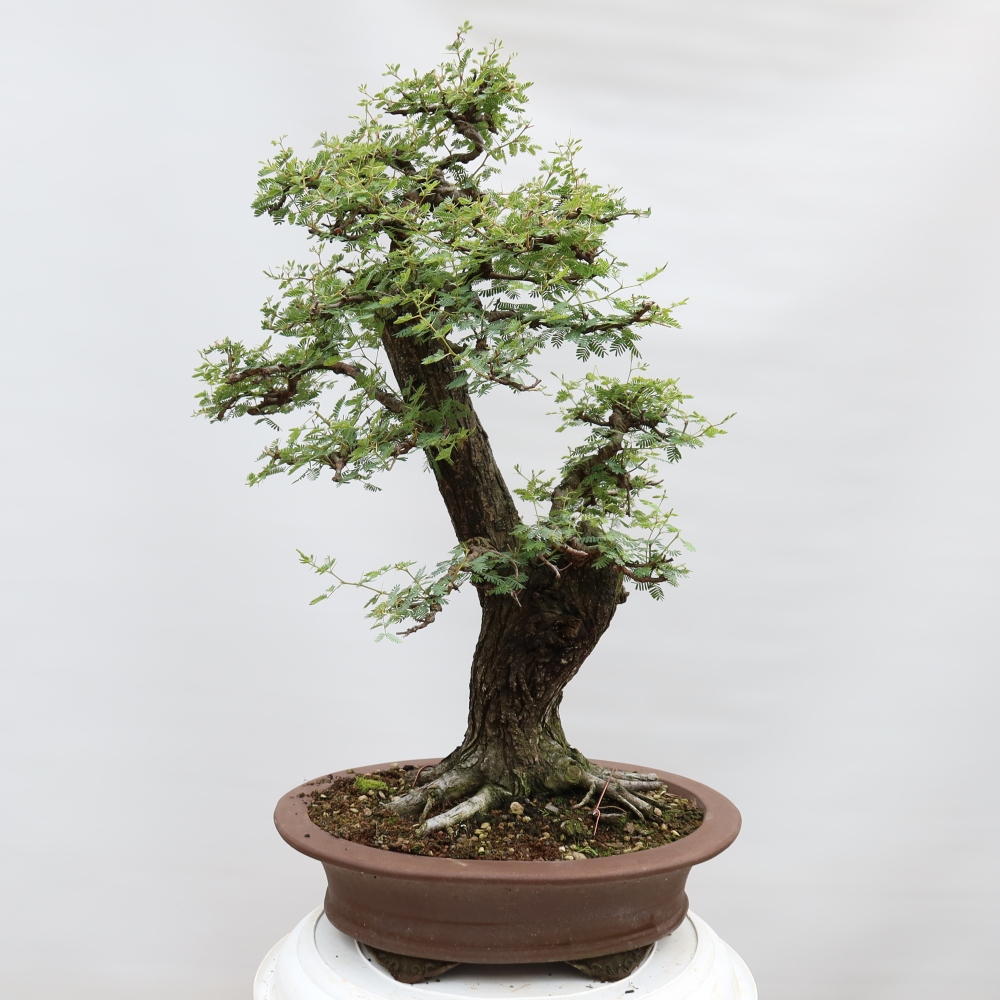 Pokojová bonsai - Akacia Arabica