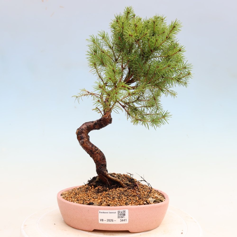 Venkovní bonsai- Smrk sivý - Picea glauca globe