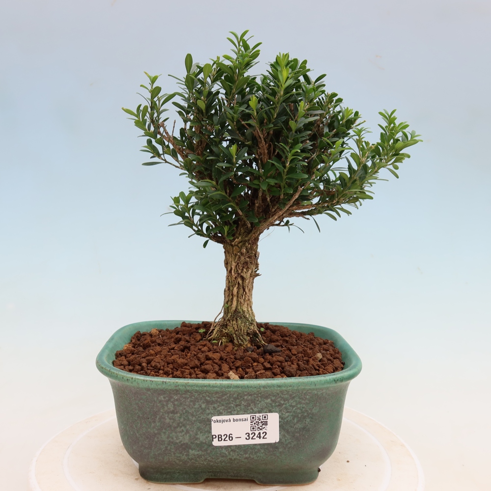 Pokojová bonsai - Buxus harlandii -korkový buxus