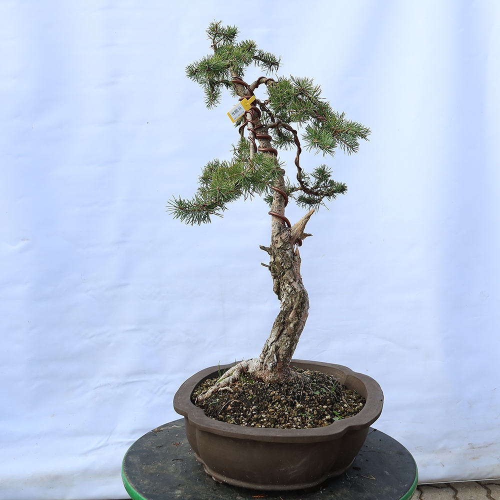 Pinus sylvestris Španělsko - borovice lesní