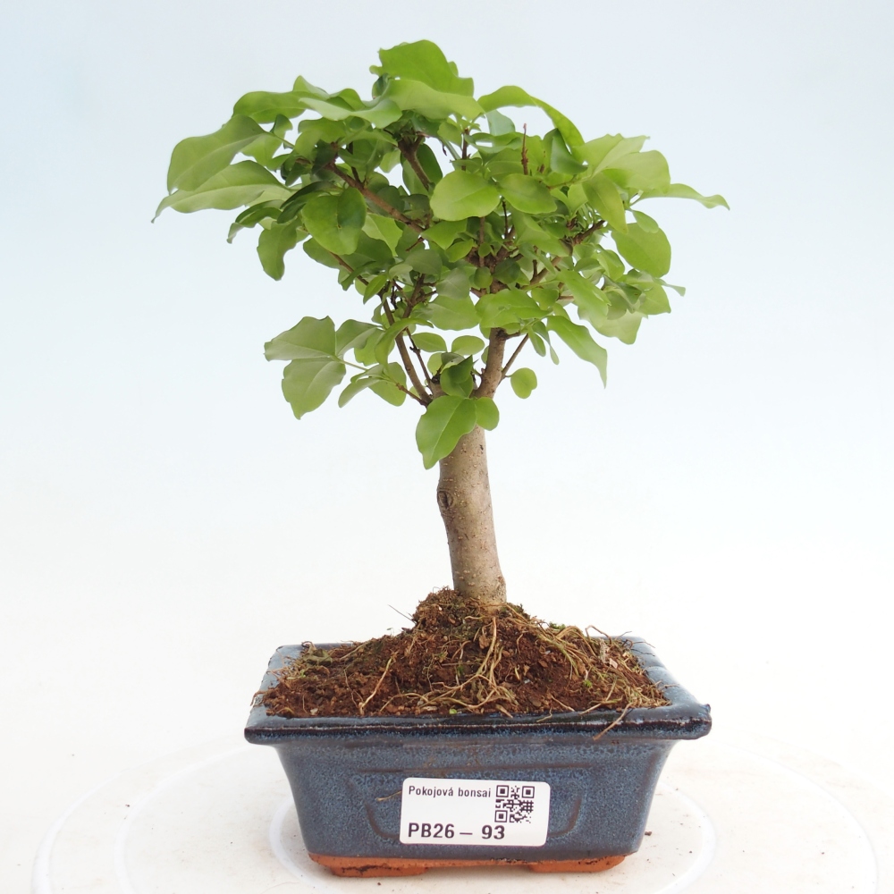 Pokojová bonsai -Ligustrum chinensis - Ptačí zob