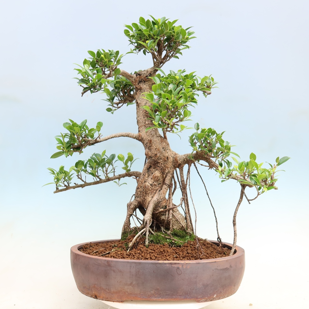 Pokojová bonsai - Ficus kimmen -  malolistý fíkus