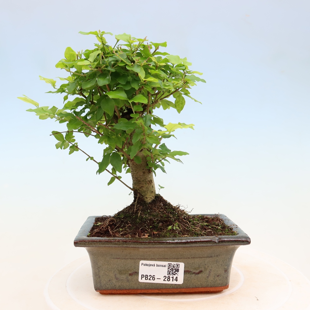 Pokojová bonsai -Ligustrum chinensis - Ptačí zob