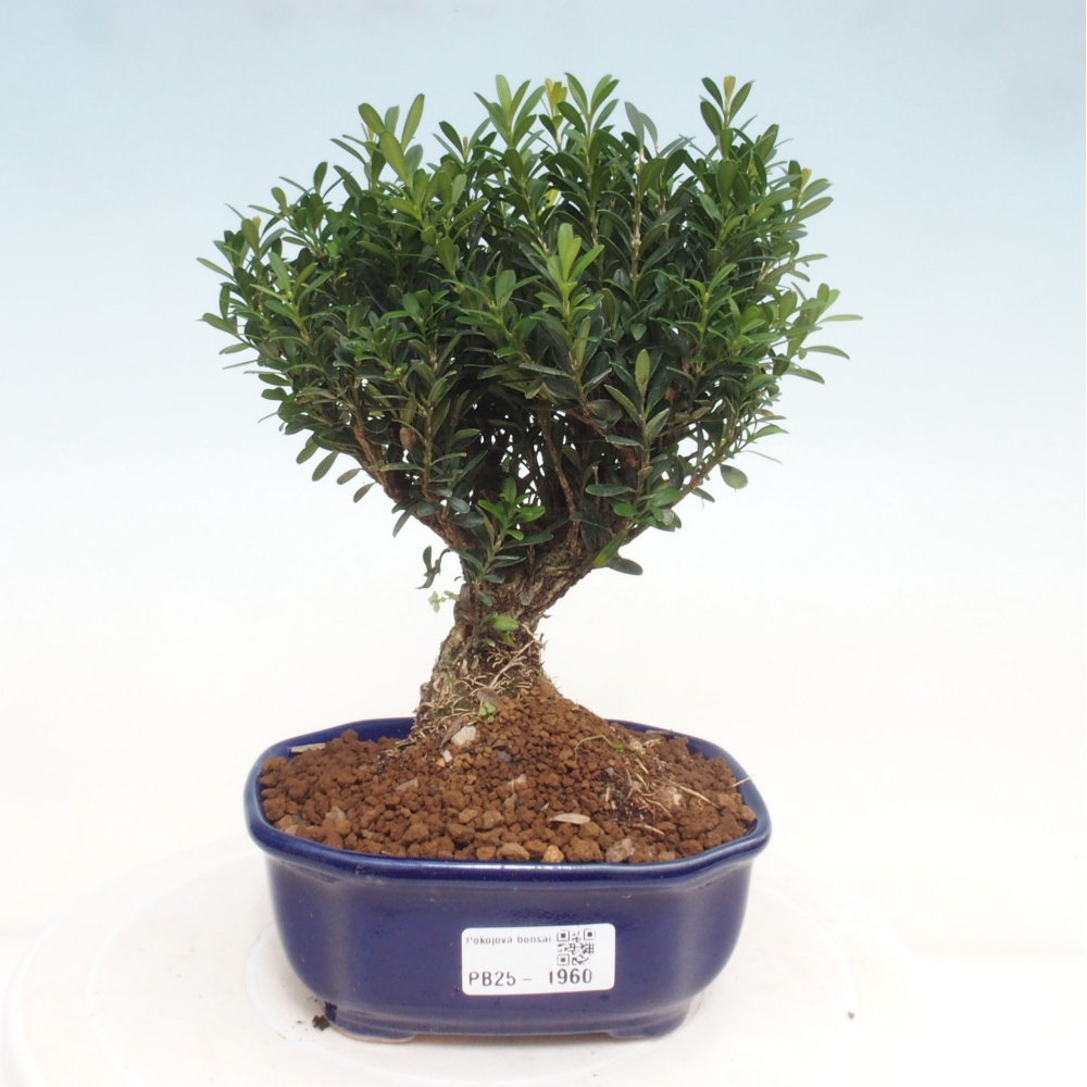 Pokojová bonsai - Buxus harlandii - korkový buxus