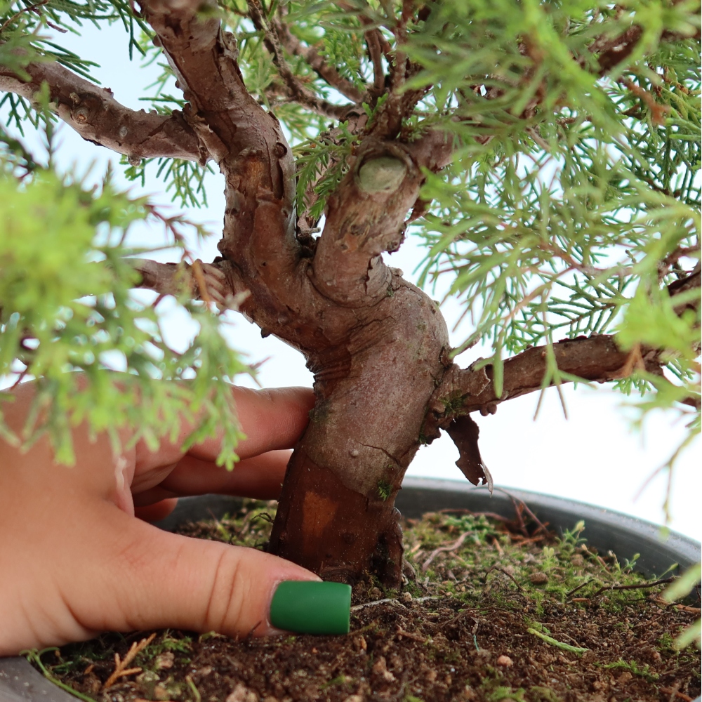 Venkovní bonsai - Juniperus chinensis Itoigawa-Jalovec čínský