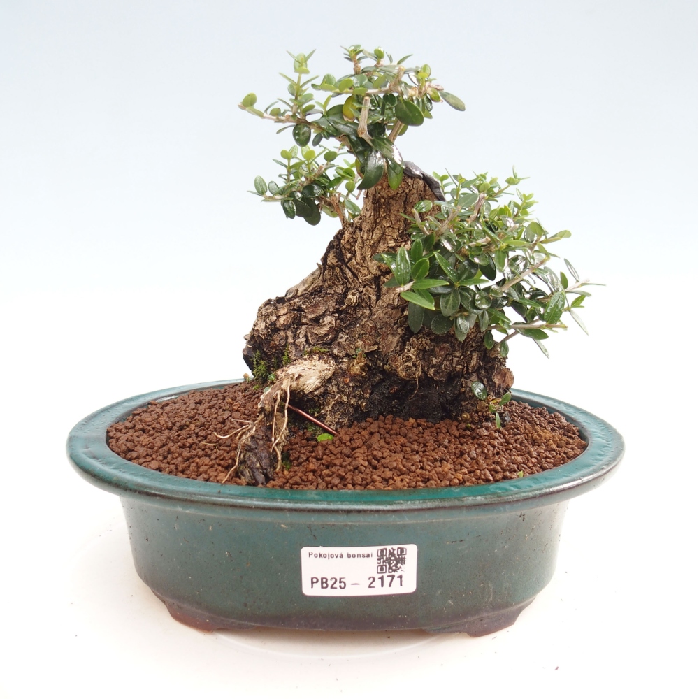 Pokojová bonsai - Olea europaea sylvestris -Oliva evropská drobnolistá