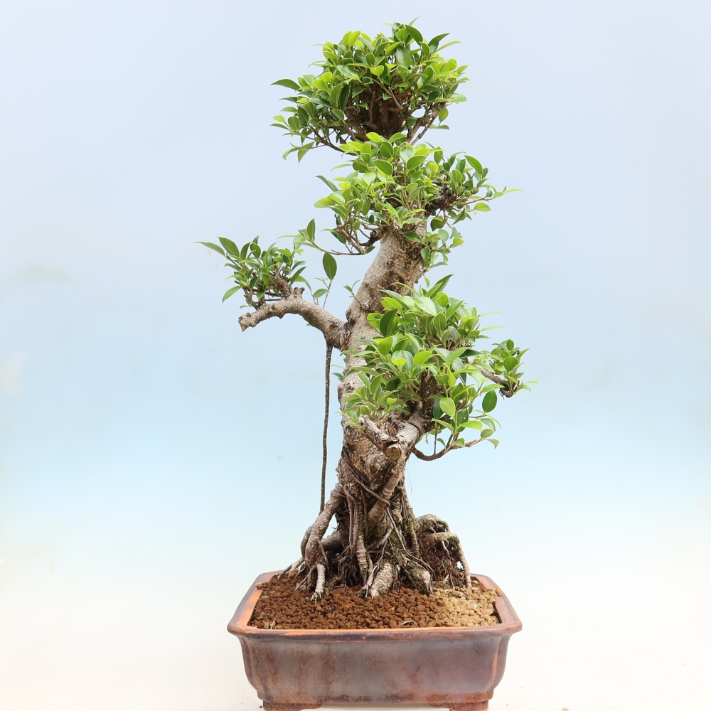 Pokojová bonsai - Ficus kimmen -  malolistý fíkus