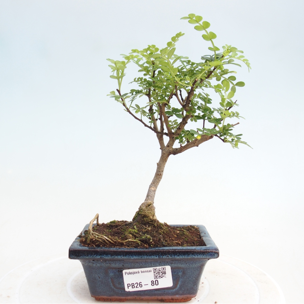 Pokojová bonsai - Zantoxylum piperitum - pepřovník
