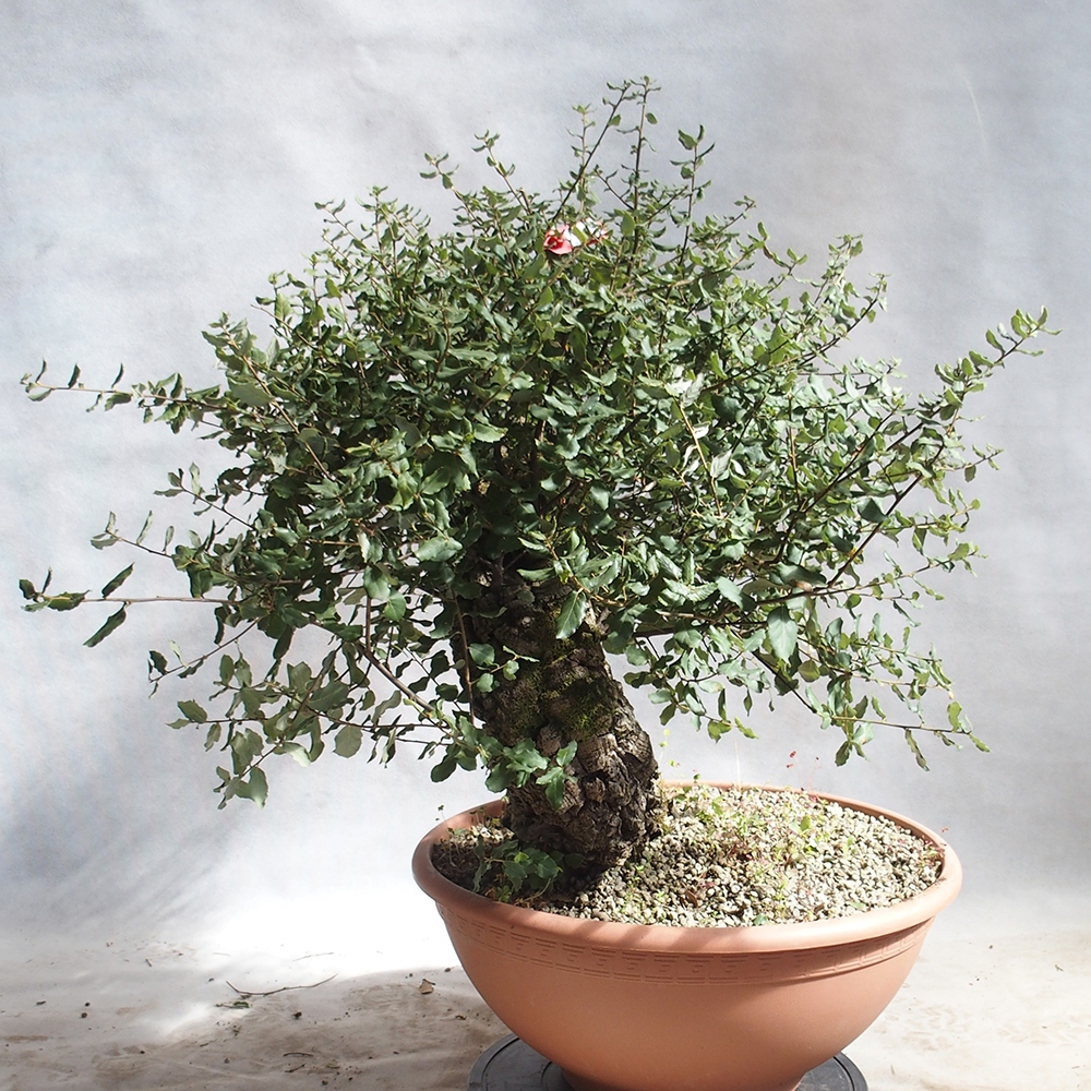 venkovní bonsai Quercus suber - Korkový dub