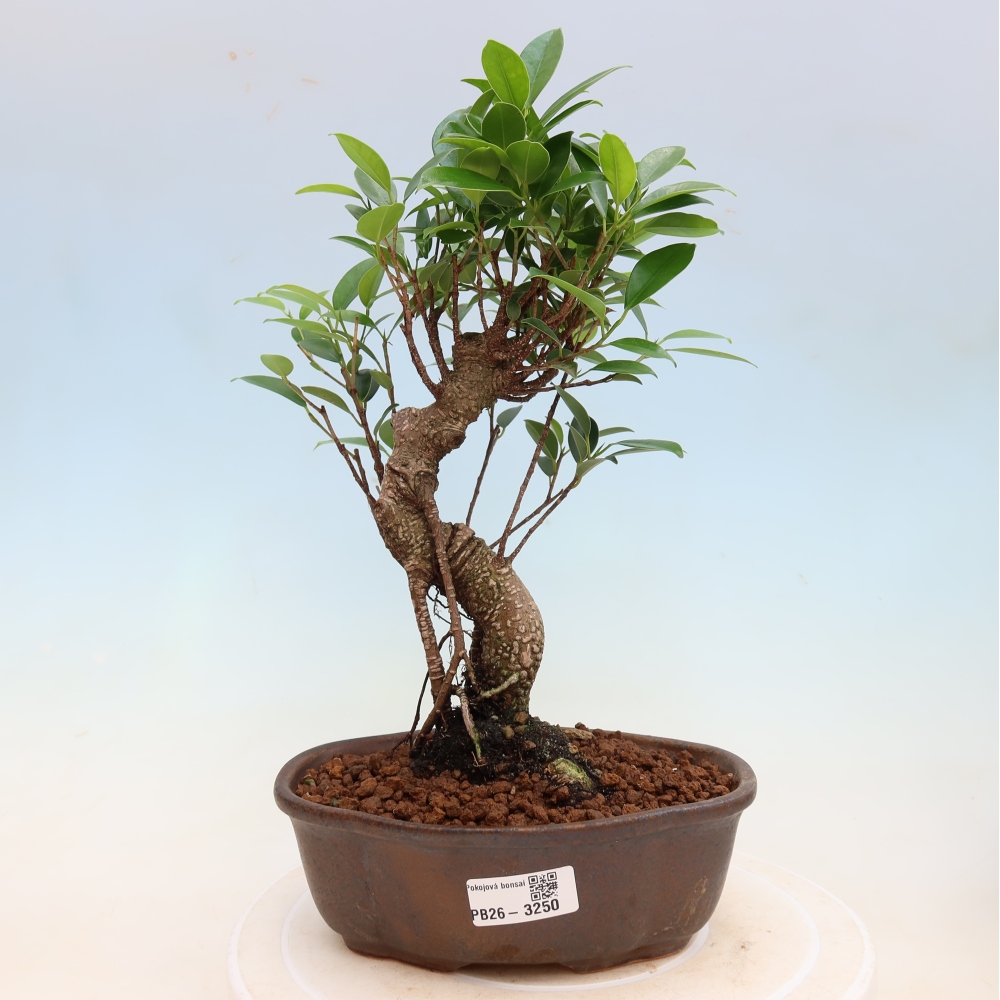 Pokojová bonsai - Ficus kimmen -  malolistý fíkus