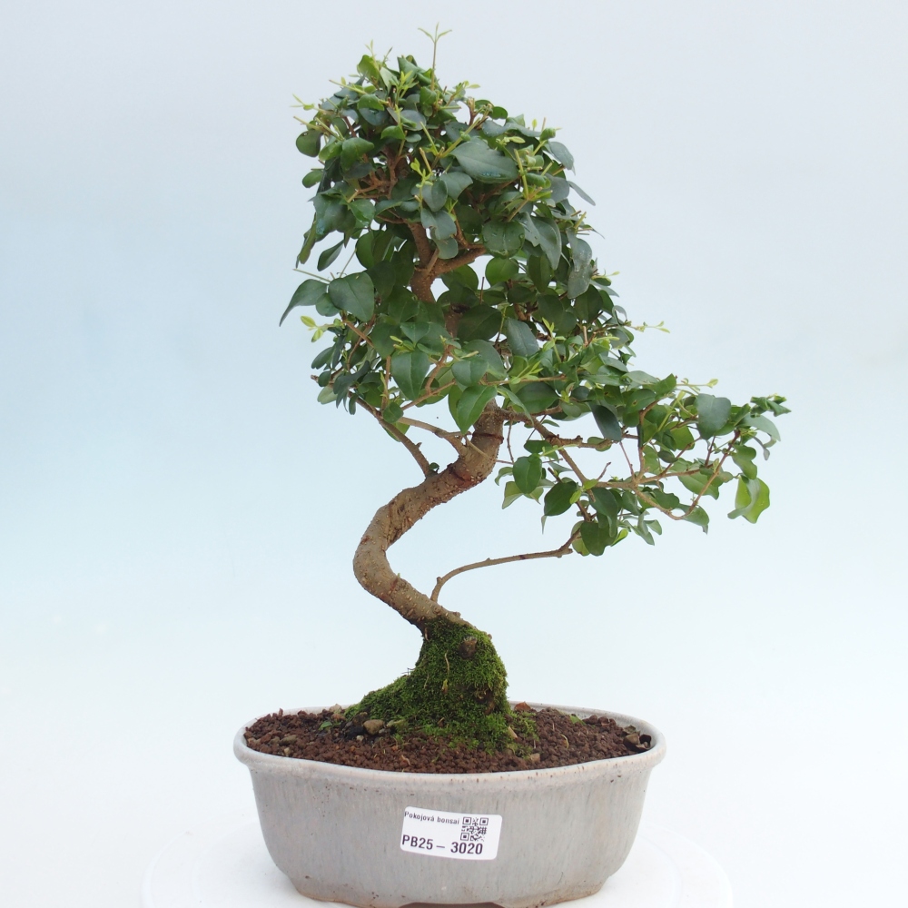 Pokojová bonsai -Ligustrum chinensis - Ptačí zob