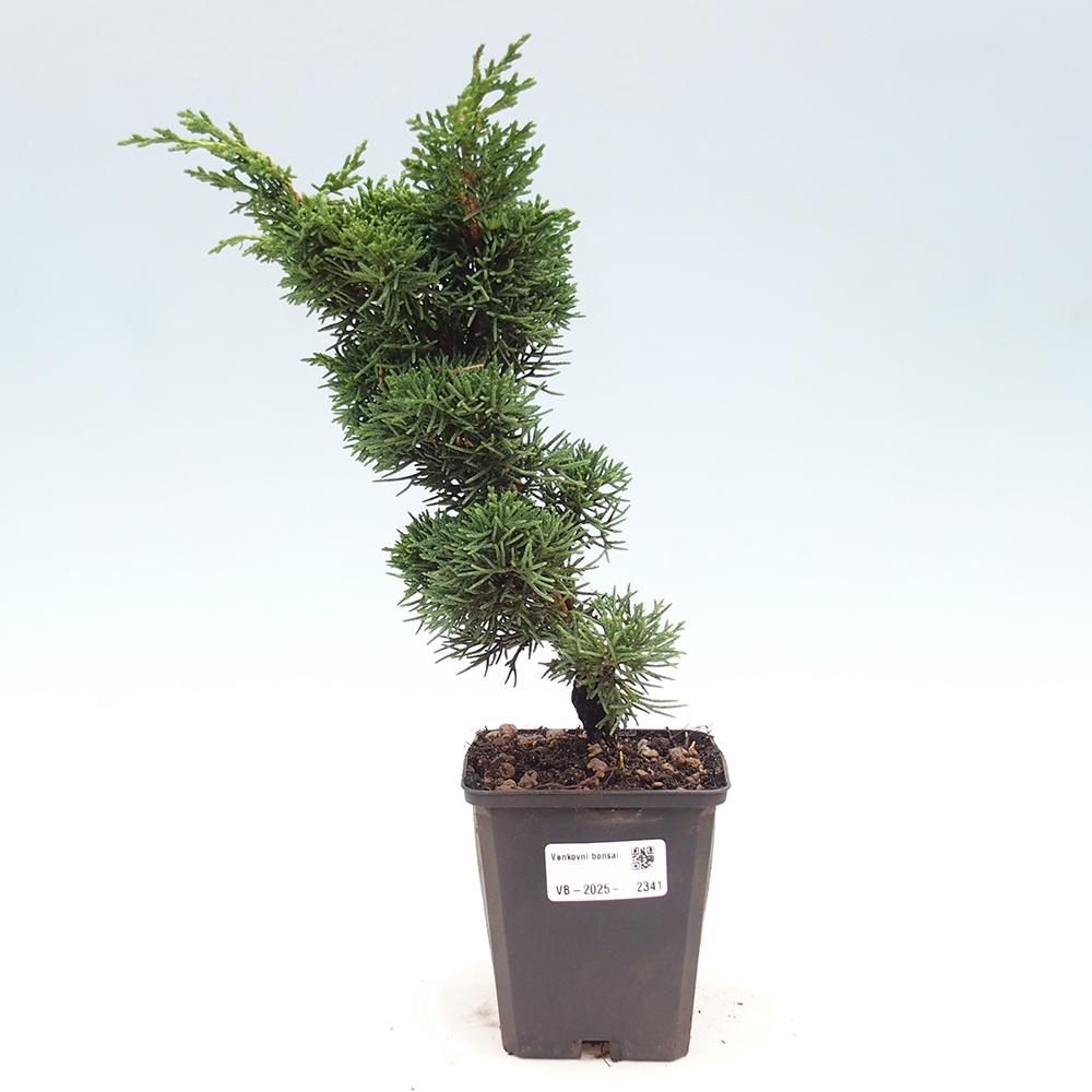 Venkovní bonsai - Juniperus chinensis Kishu -Jalovec čínský