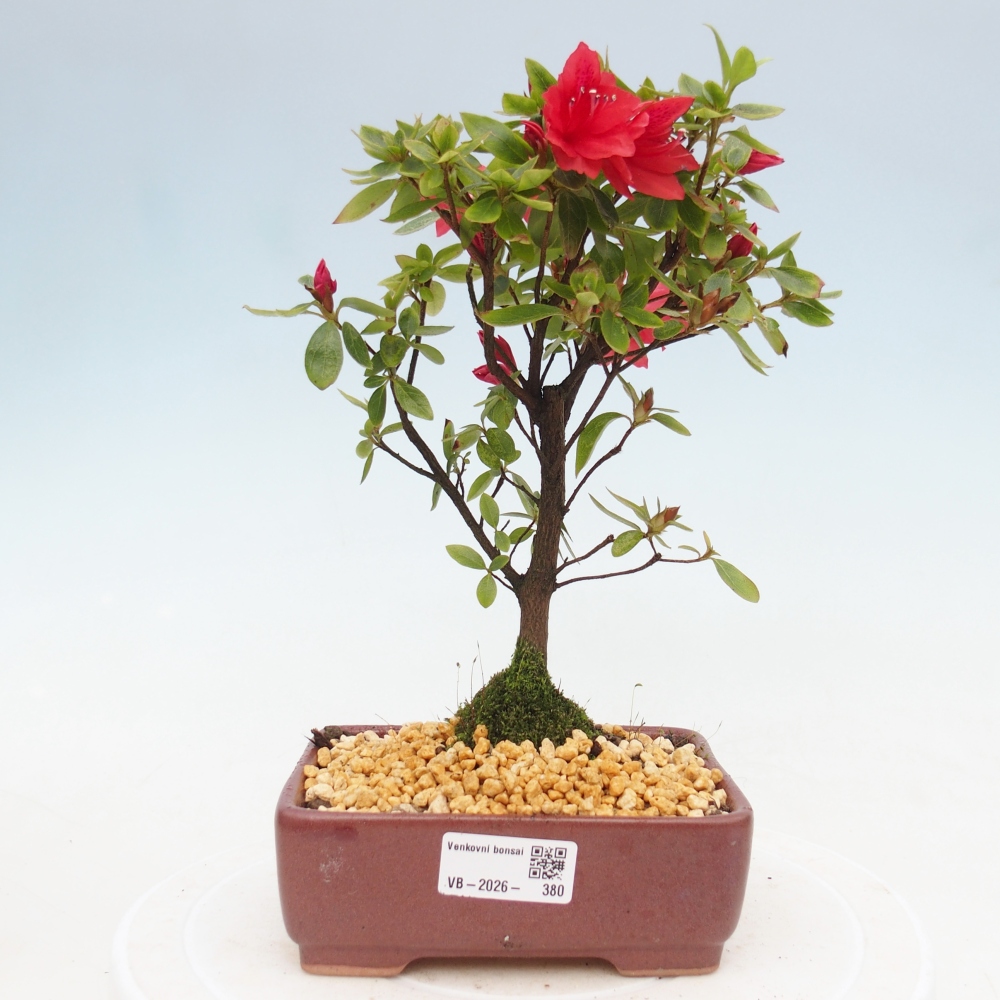 Venkovní bonsai - Japonská azalka - Azalea sp.