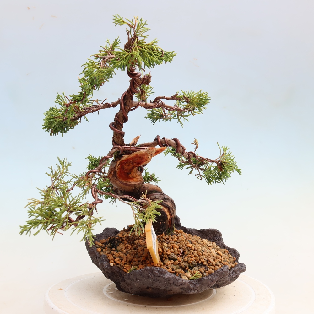 Venkovní bonsai - Juniperus chinensis Itoigawa-Jalovec čínský