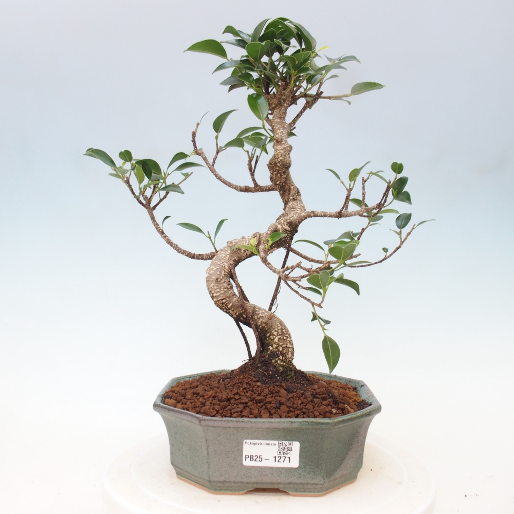 Pokojová bonsai - Ficus retusa -  malolistý fíkus