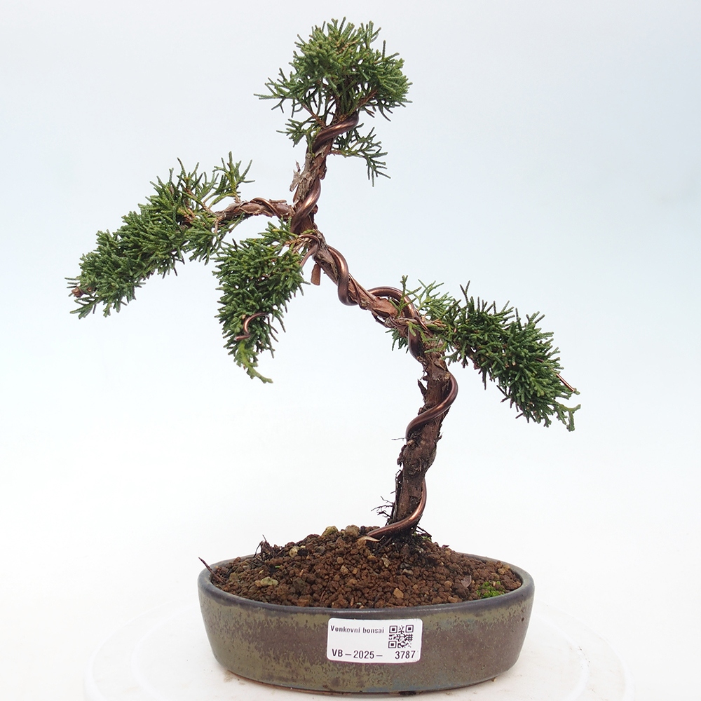 Venkovní bonsai - Juniperus chinensis Kishu -Jalovec čínský