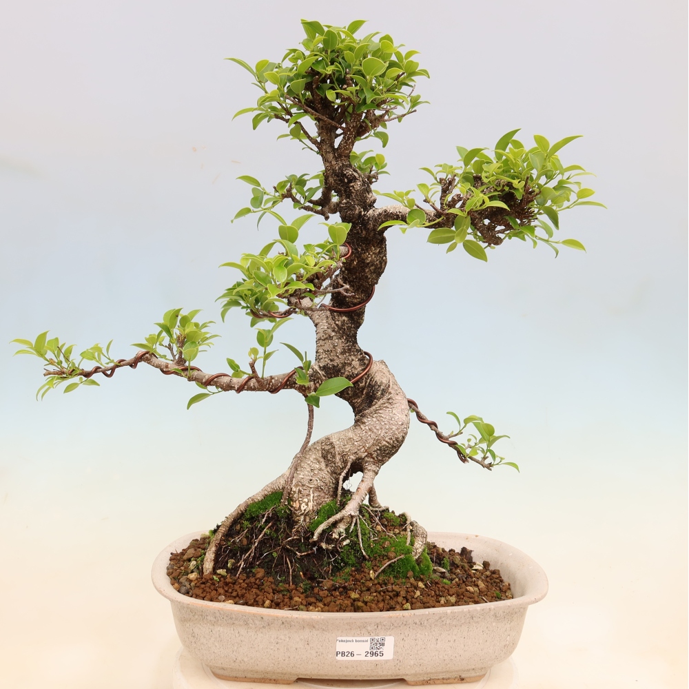 Pokojová bonsai - Ficus kimmen -  malolistý fíkus