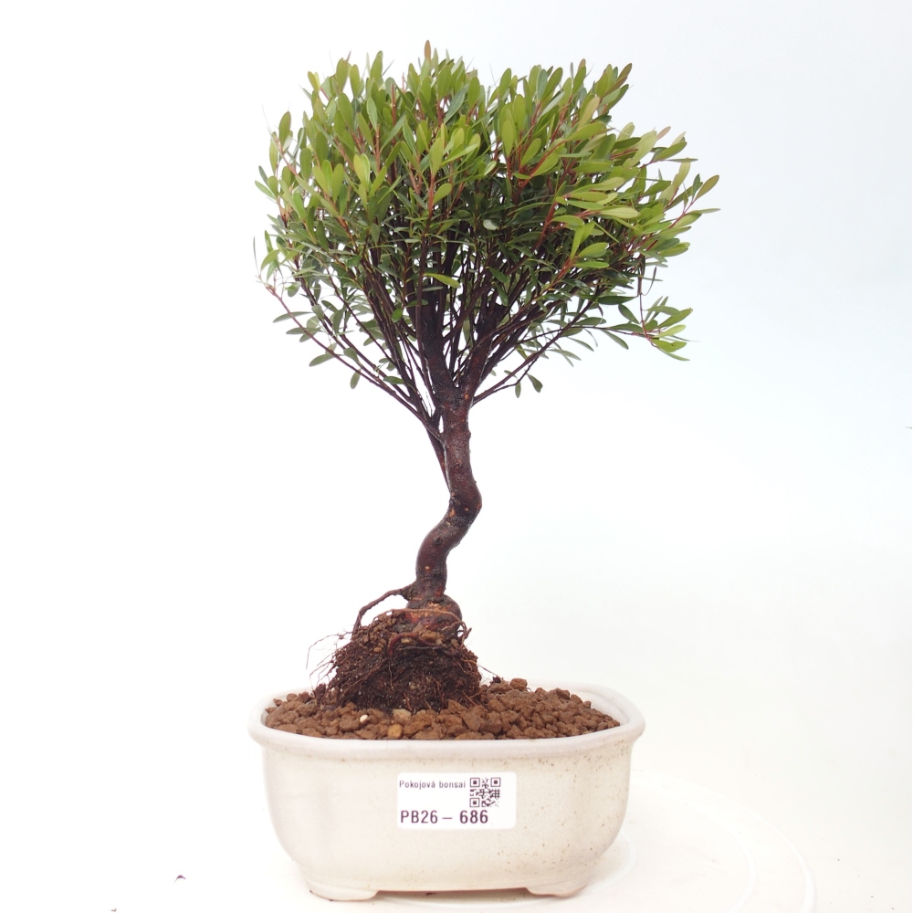 Pokojová bonsai - Syzygium - Pimentovník