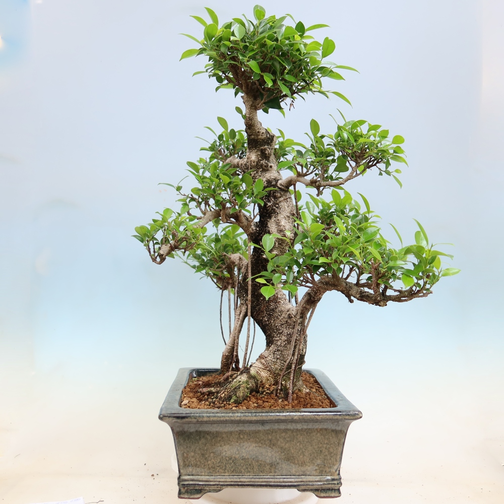 Pokojová bonsai - Ficus kimmen -  malolistý fíkus