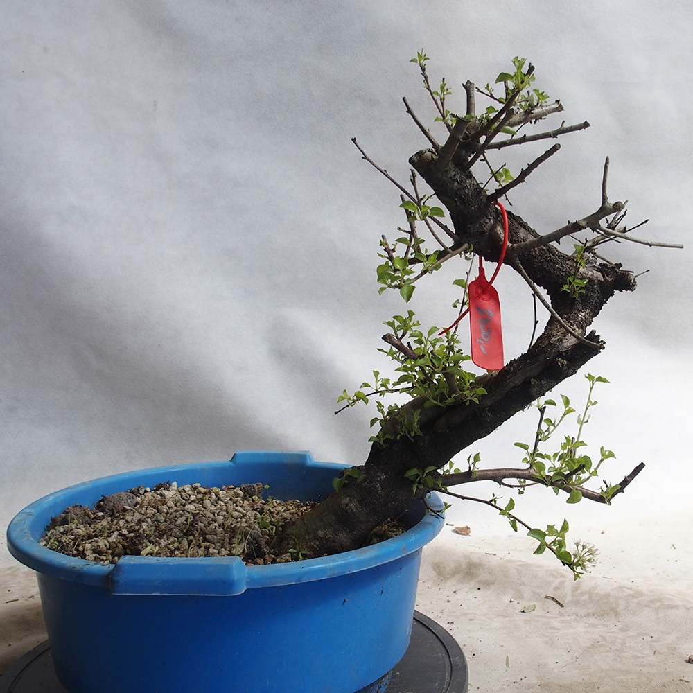 Venkovní bonsai -Mahalebka - Prunus mahaleb