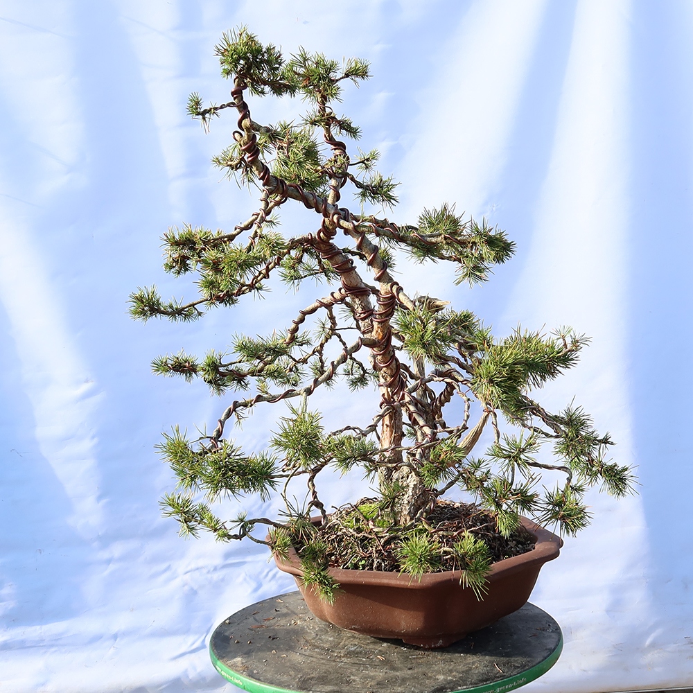 Pinus sylvestris Španělsko - borovice lesní