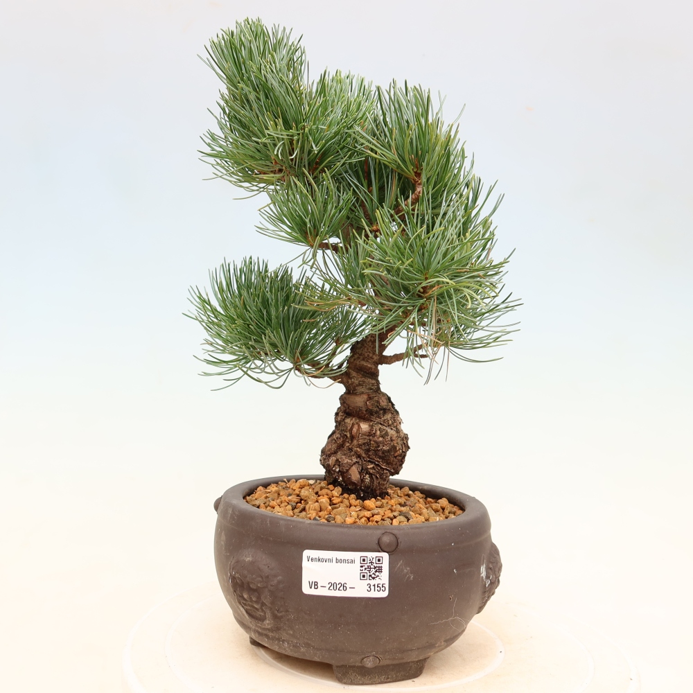 Venkovní bonsai - Pinus parviflora - Borovice drobnokvětá
