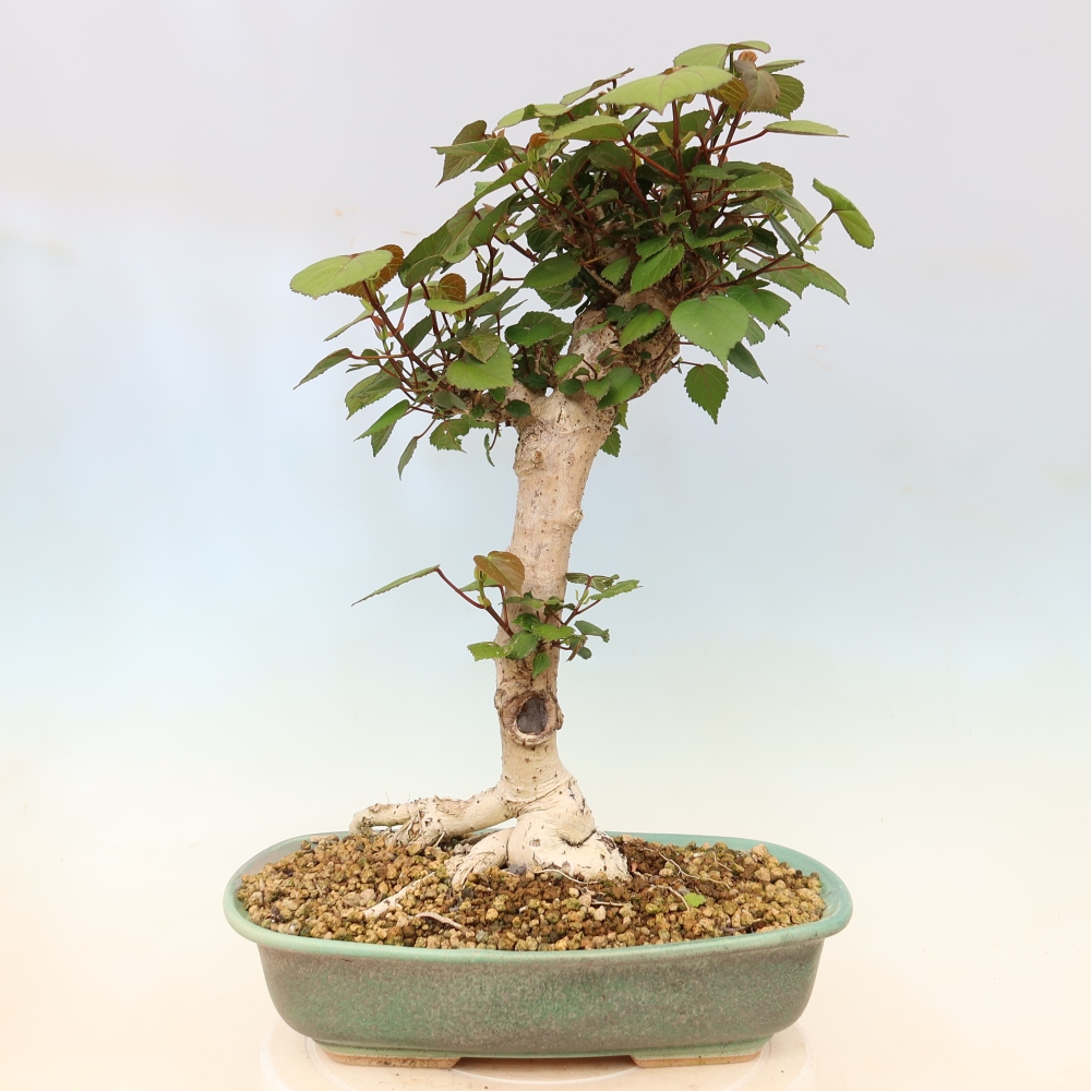 Pokojová bonsai - Hibiscus tiliaceus - Ibišek lípovitý, morský