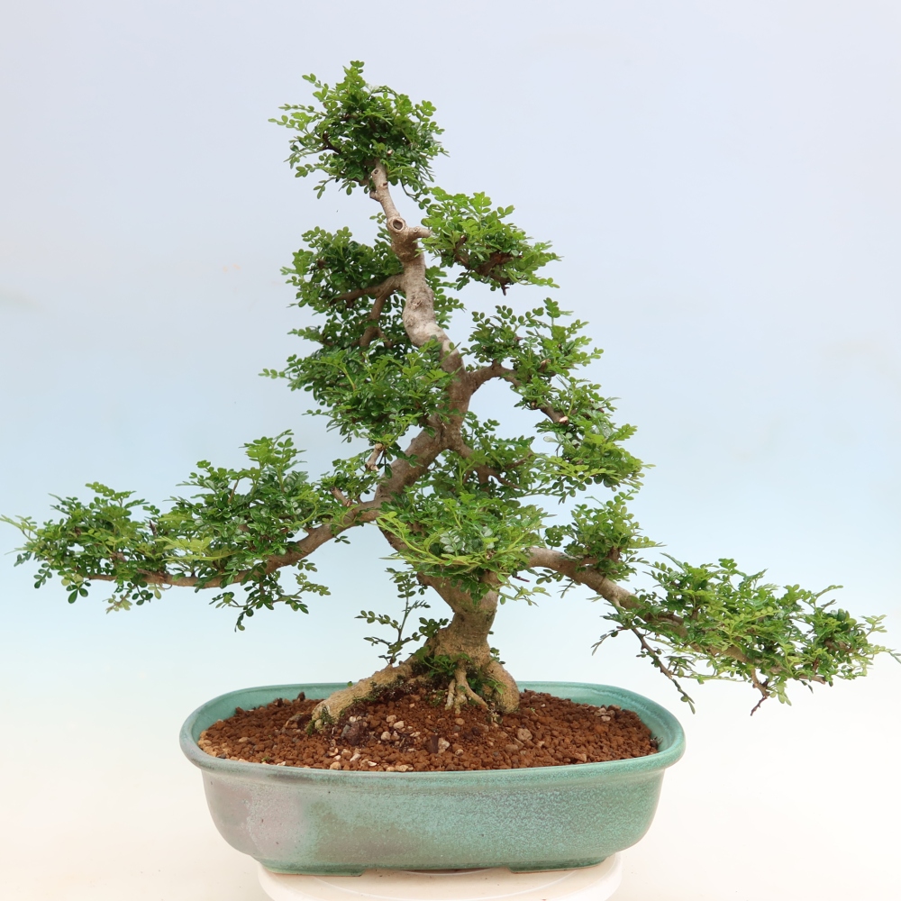 Pokojová bonsai - Zantoxylum piperitum - pepřovník