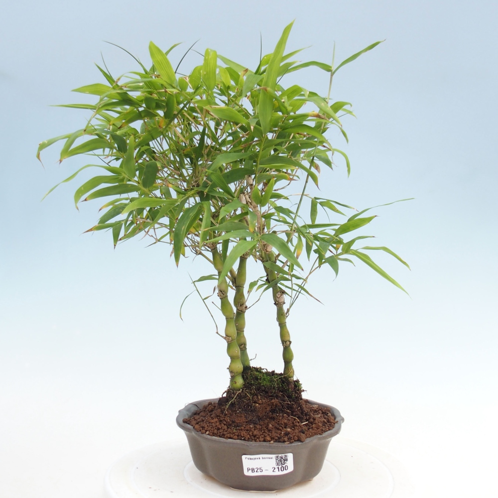 Pokojová bonsai - Bambus budha-Bambus budhovo břicho