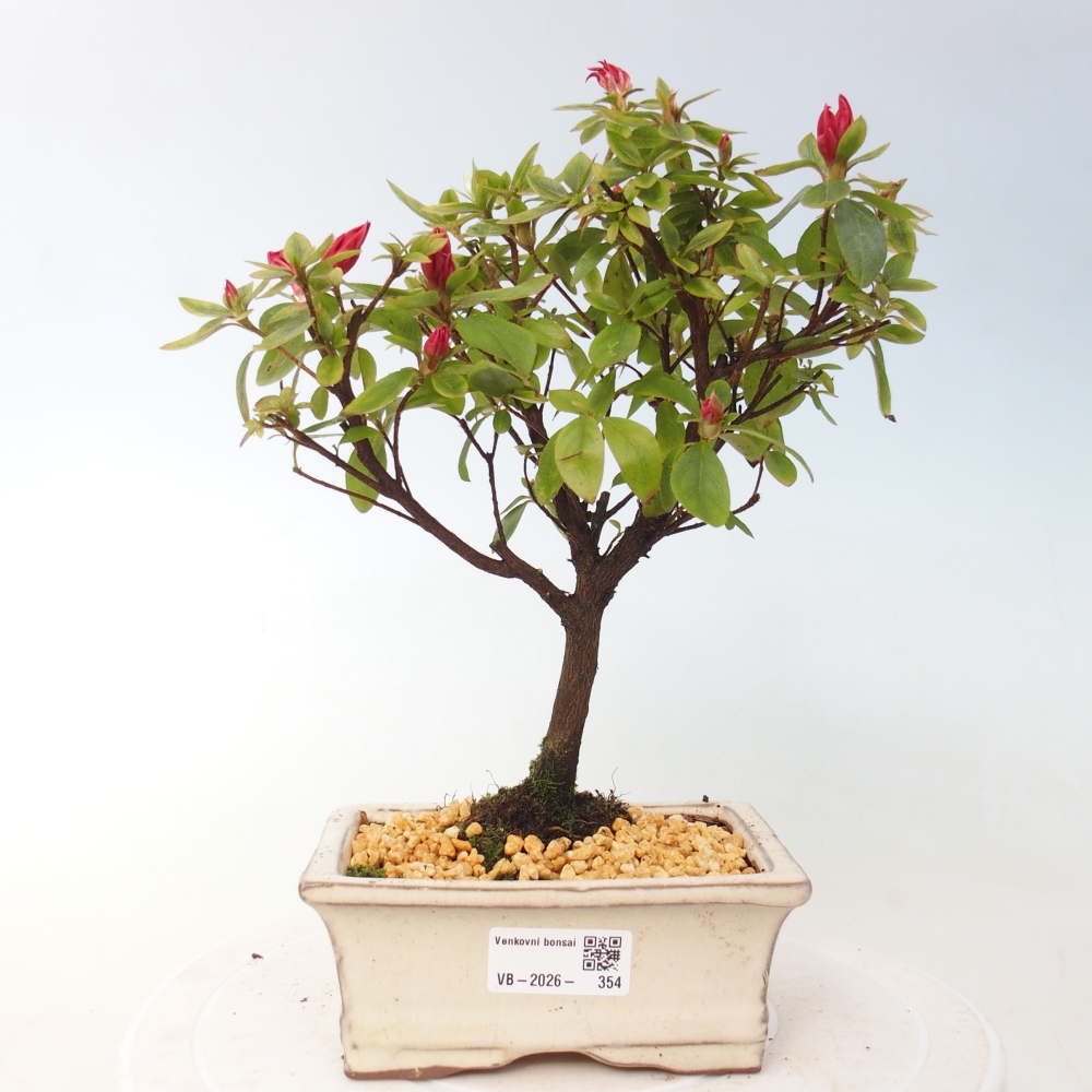 Venkovní bonsai - Japonská azalka - Azalea sp.