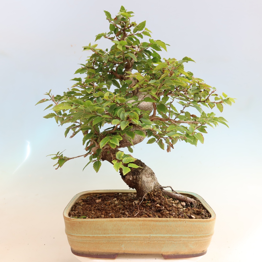 Venkovní bonsai -Carpinus CARPINOIDES - Habr korejský