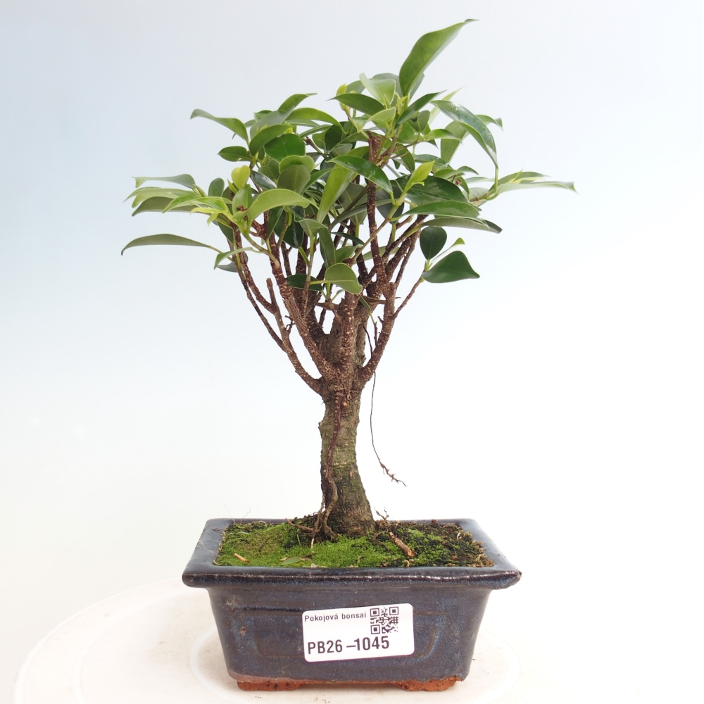 Pokojová bonsai Ficus retusa kimmen
