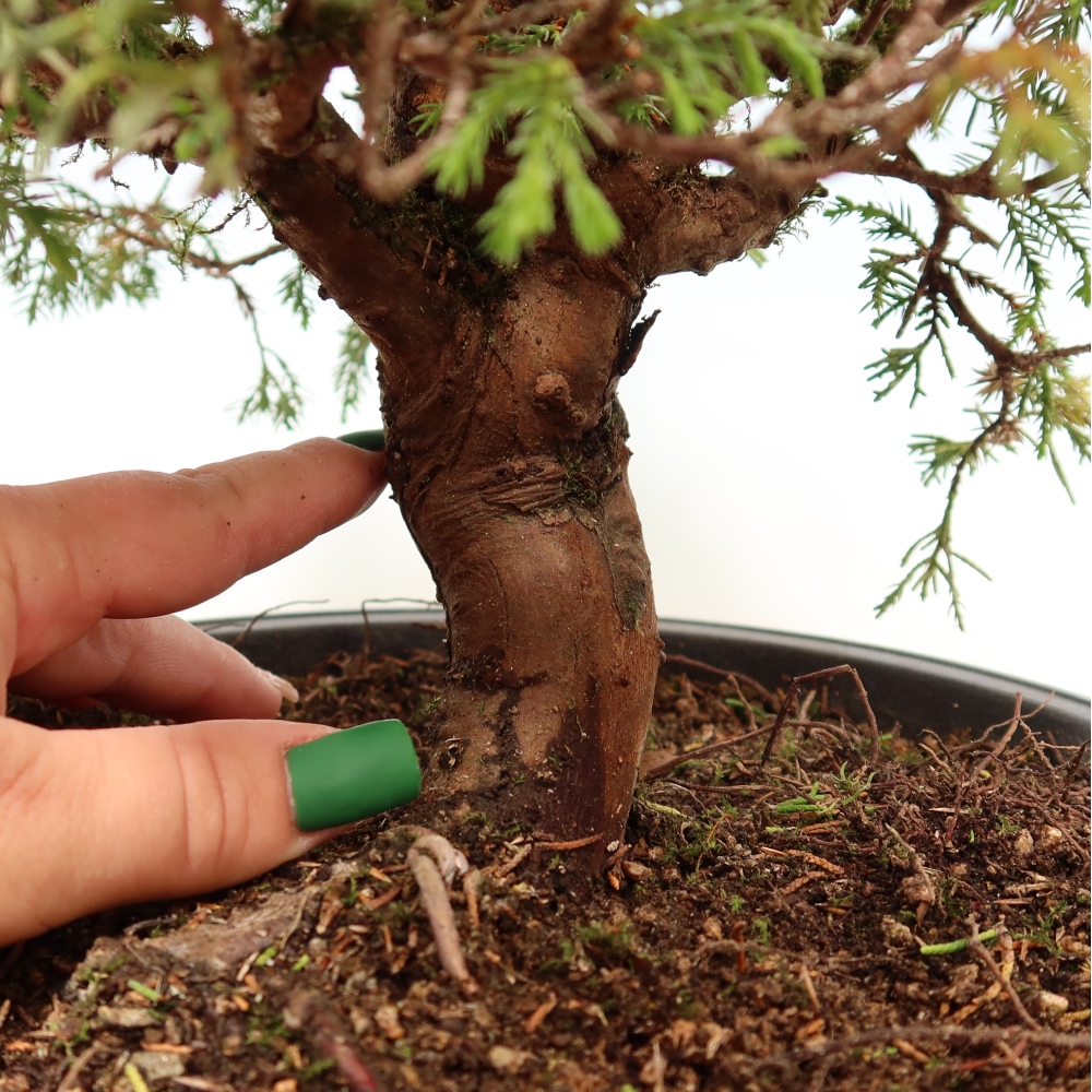 Venkovní bonsai - Juniperus chinensis Itoigawa-Jalovec čínský