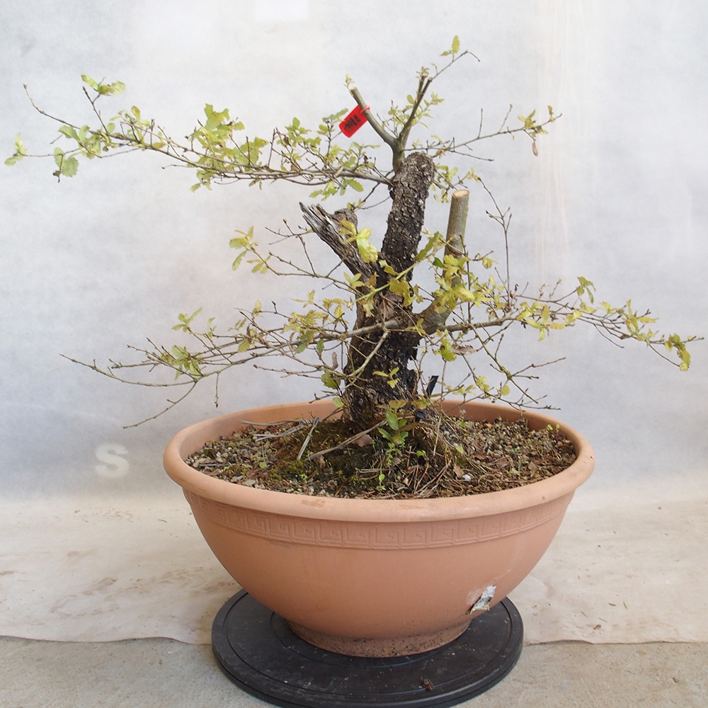 Venkovní bonsai Quercus Cerris - Dub Cer