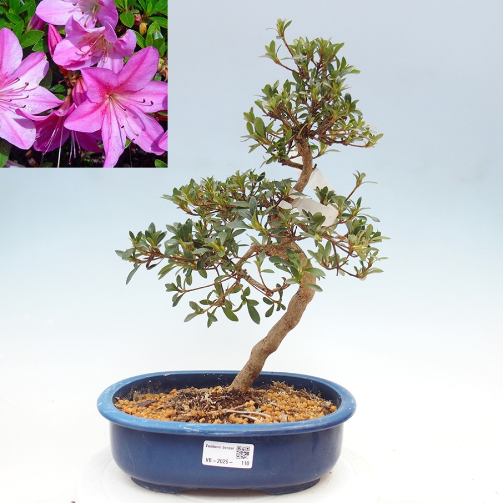 Venkovní bonsai - Japonská azalka - Azalea Nasuno