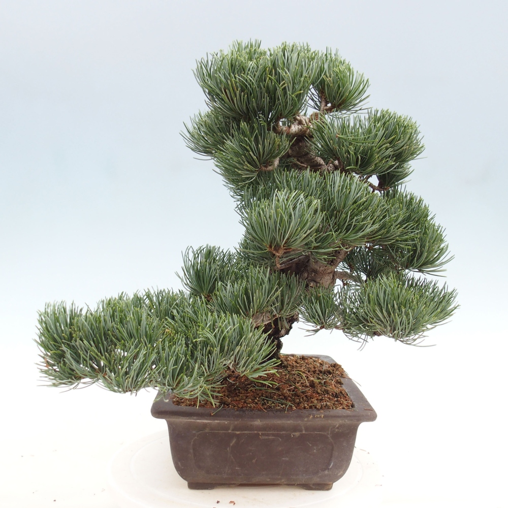 Venkovní bonsai - Pinus parviflora - Borovice drobnokvětá