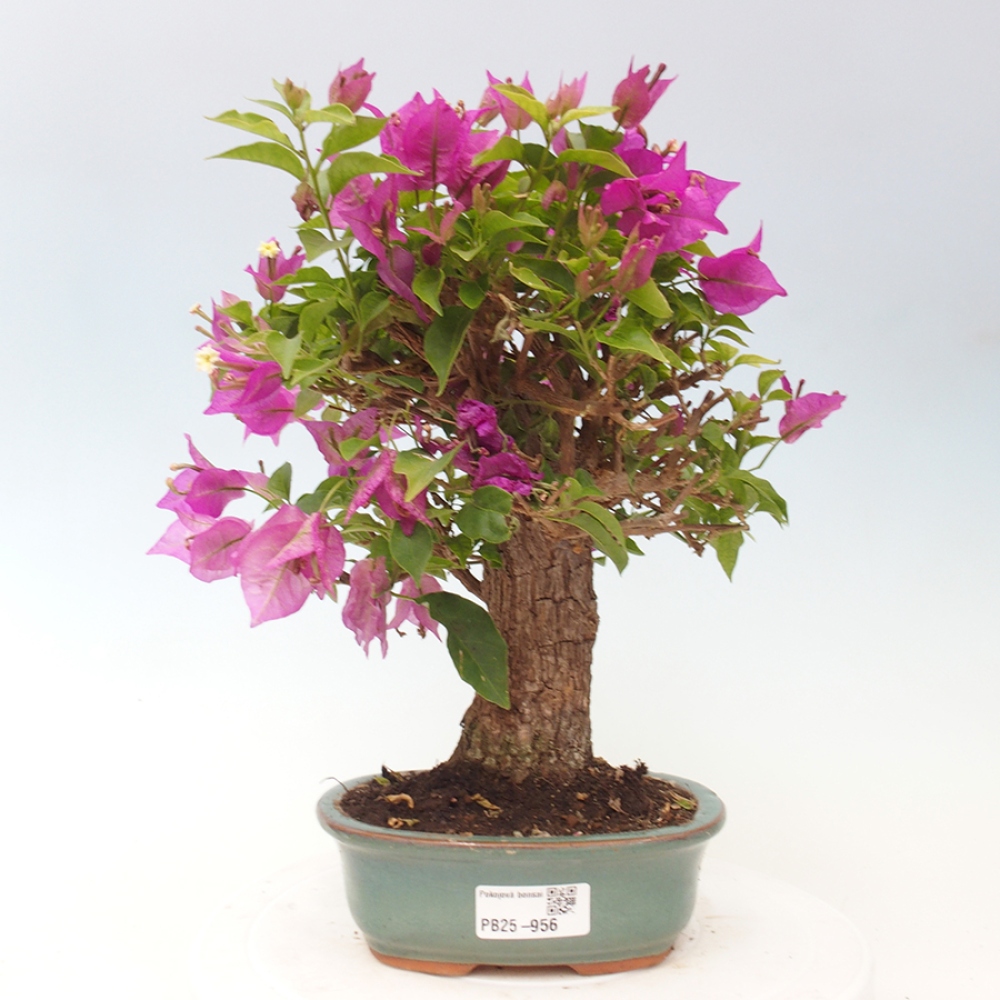 Pokojová bonsai - Bouganwilea