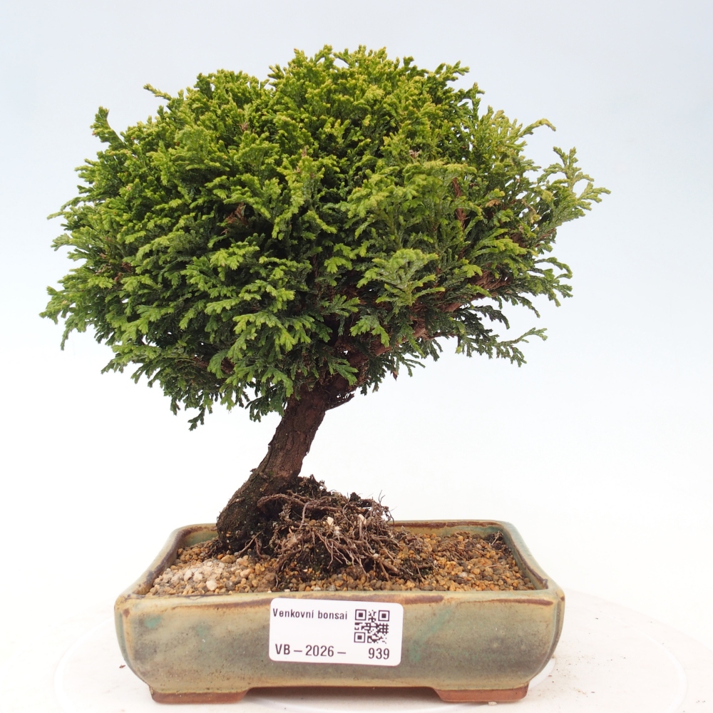 Venkovní bonsai - Cham.pis Parslori - Cypřišek