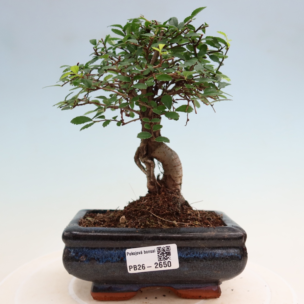 Pokojová bonsai - Ulmus parvifolia - Malolistý jilm