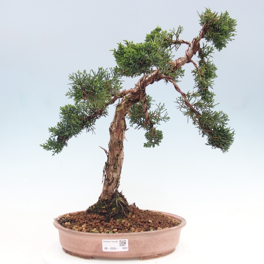 Venkovní bonsai - Juniperus chinensis Kishu -Jalovec čínský