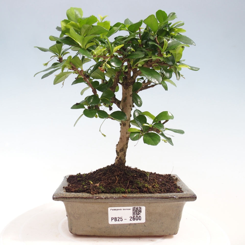 Pokojová bonsai - Carmona macrophylla - Čaj fuki