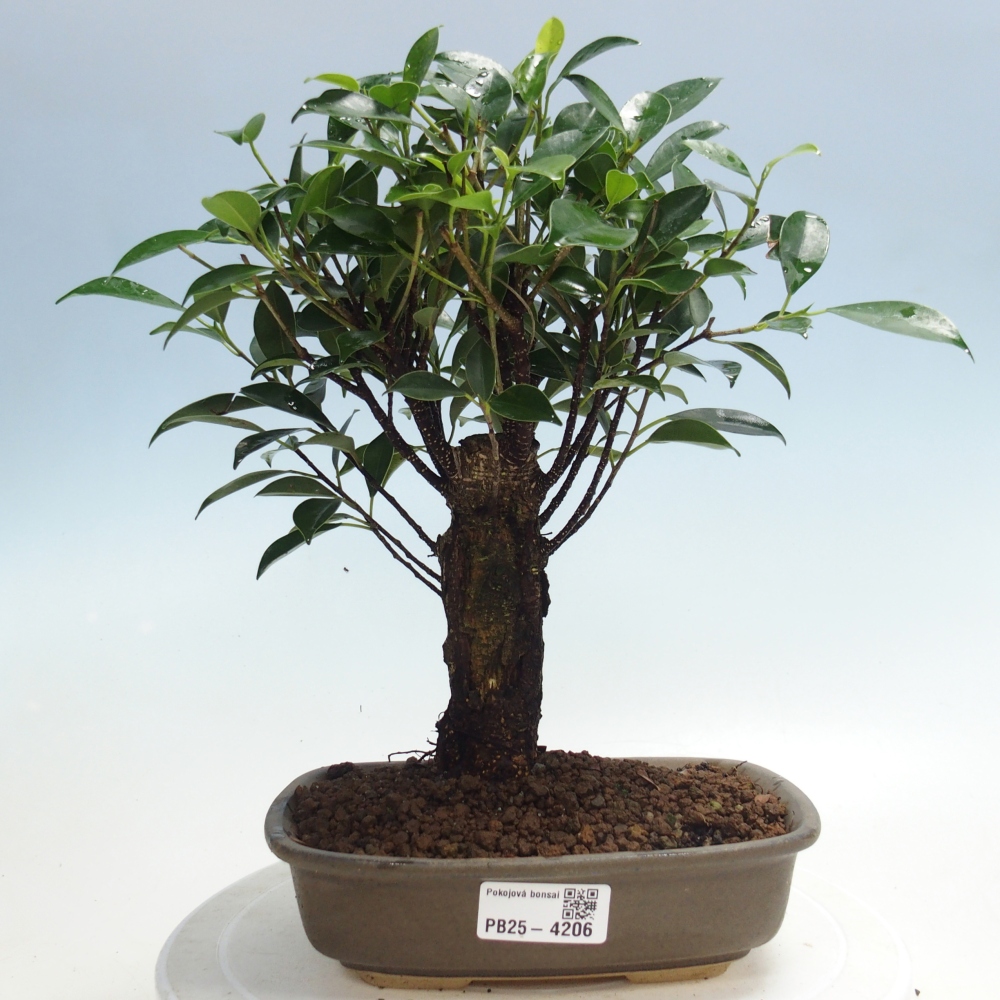 Pokojová bonsai - Ficus retusa -  malolistý fíkus