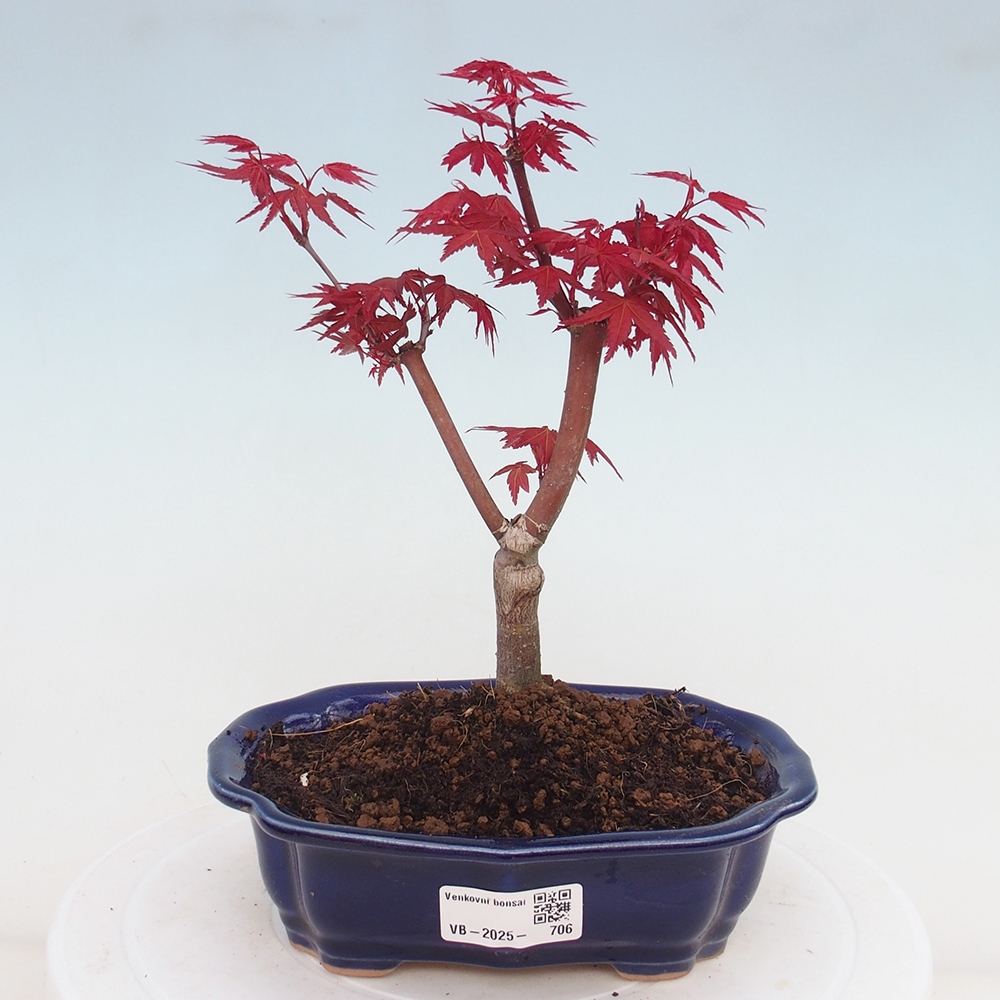 Venkovní bonsai - Javor dlanitolistý - Acer palmatum DESHOJO