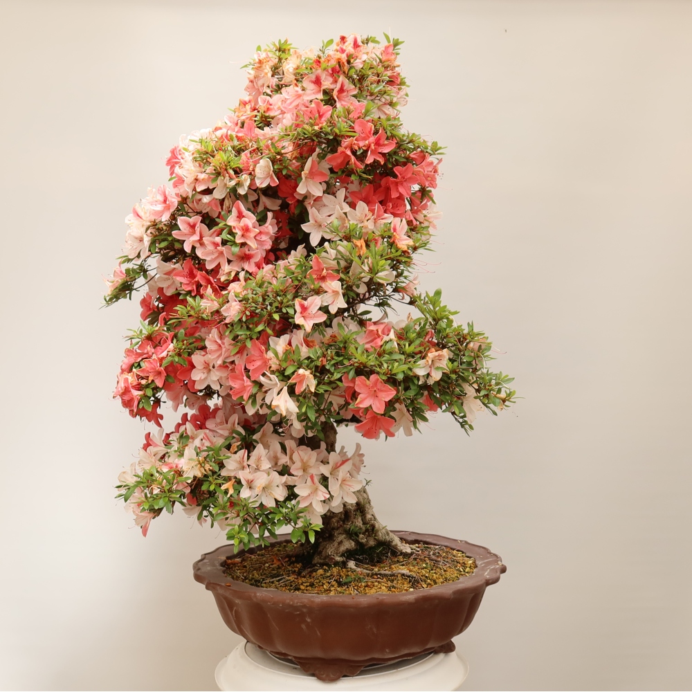 Venkovní bonsai - Japonská azalka - Azalea Kinu-no-Hikari